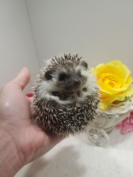 Jeż pigmejski Jeż afrykański