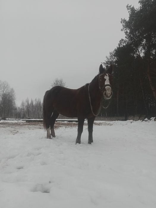 Продам кобилу 7 років