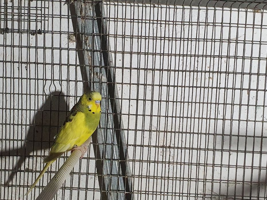 Periquitos casal 12,50€ venda seprardo ver