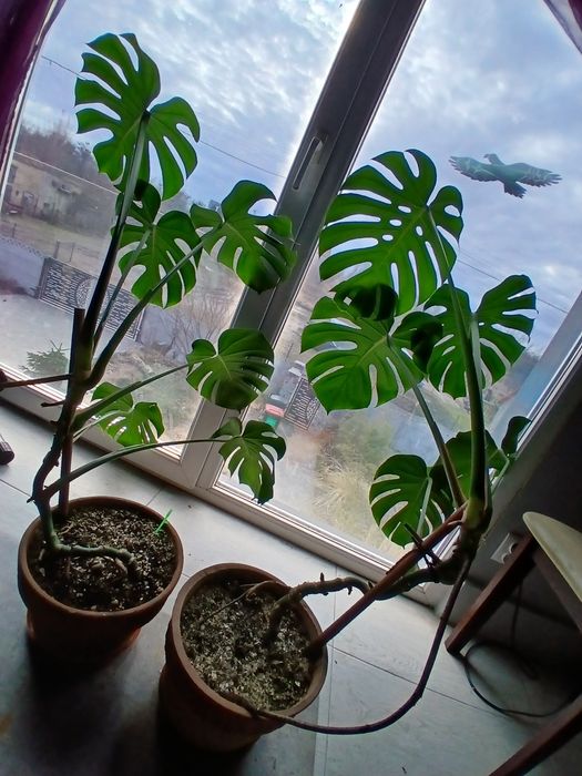 Monstera deliciosa 3x roślina domowa