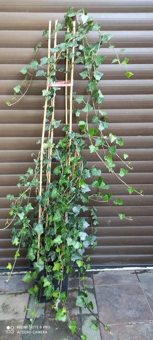 Bardzo duże bluszcze Hedera Helix 200cm-300cm