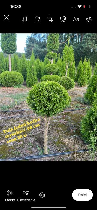Tuje formowane -bonsai,kule,spirale-PRODUCENT
