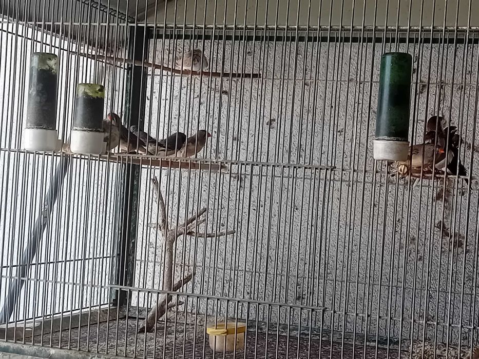 Caturras e Mandarins