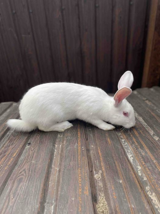 Продам кролики термонці