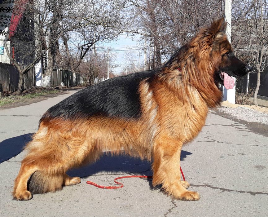 Вязка. Кобель длинношерстной немецкой овчарки