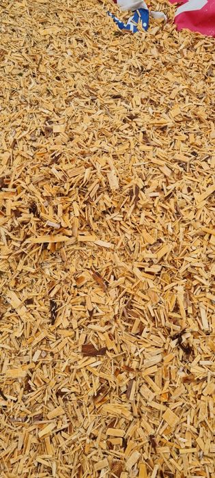 Zrębka świerk, sosna