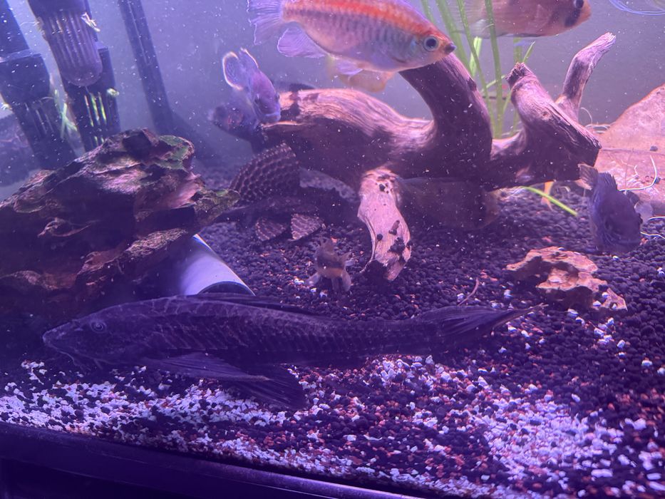 Pleco preto 23cm