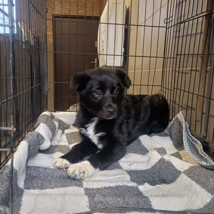 Maleństwo do adopcji