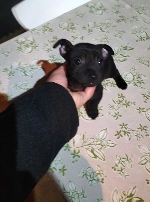 Pinscher fêmea  black