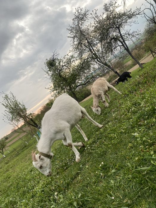 Продаються дійні кози