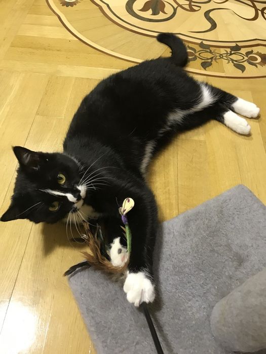 Котик в приватний будинок або квартиру котик шукає сім'ю