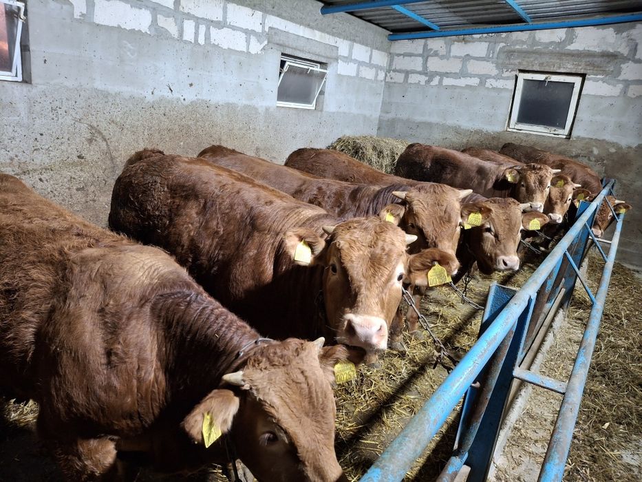 Byczki 100 % limousine do rozpłodu