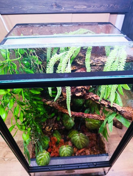 Terrarium 30x30x50 od ręki gekon