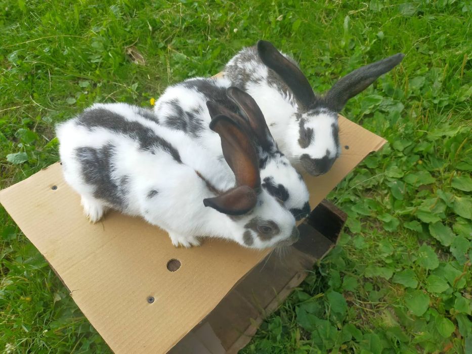 Кролі породи Німецький строкатий велетень . Шиншила .