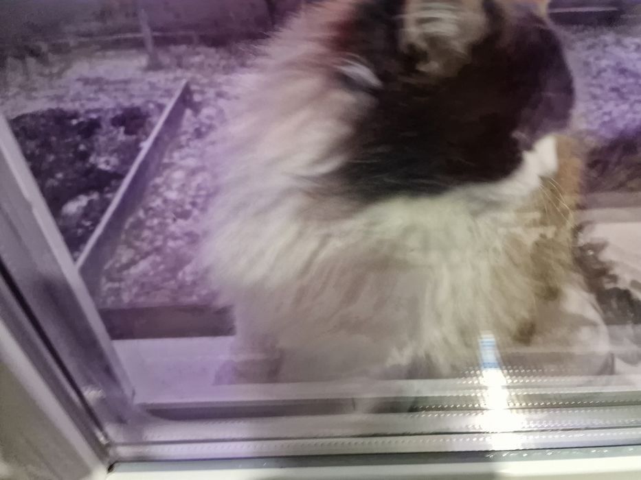 Віддам кицю в гарні руки