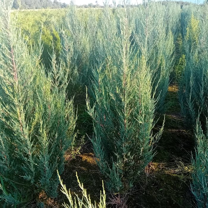 Tuja kórnik szmaragd braband blue arrov globosa swierk  jodła