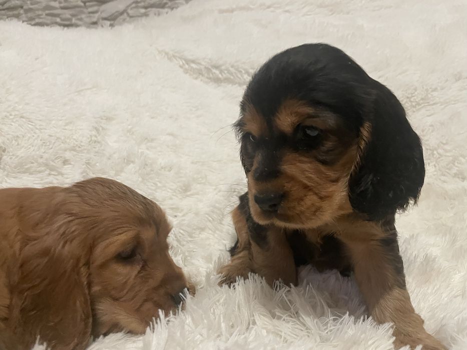 Cocker spaniel angielski