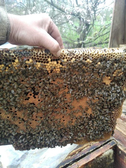 продам бджолопакети