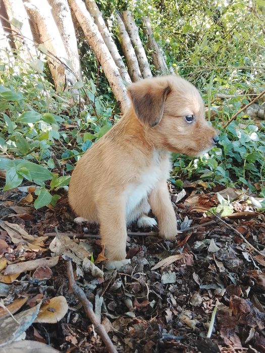 Cachorrinha para adoção responsável