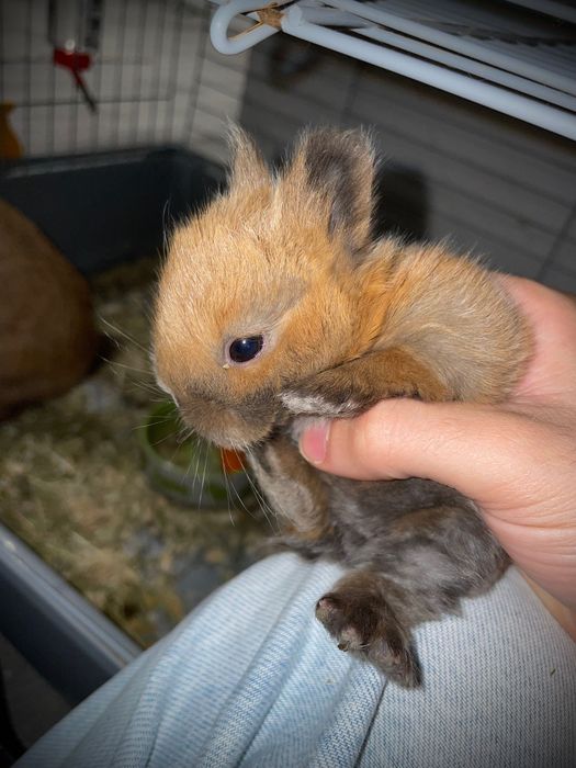 Coelhos Anões *Disponíveis*