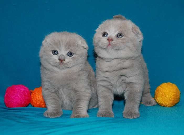 Лиловые вислоухие кошенята