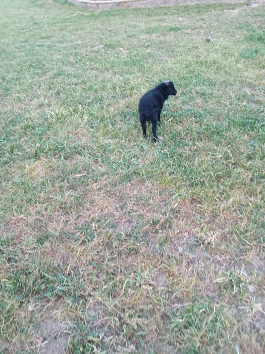 Macho anã puro
O Último desta criação, para criar a biberon ou reservar para depois dos dois meses.
Agora está com 6 semanas
Fazemos entregas na zon