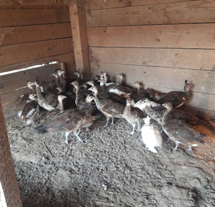 Paw  PAWIE  indyjskie  niebieskie , szeki  , białe i  inne