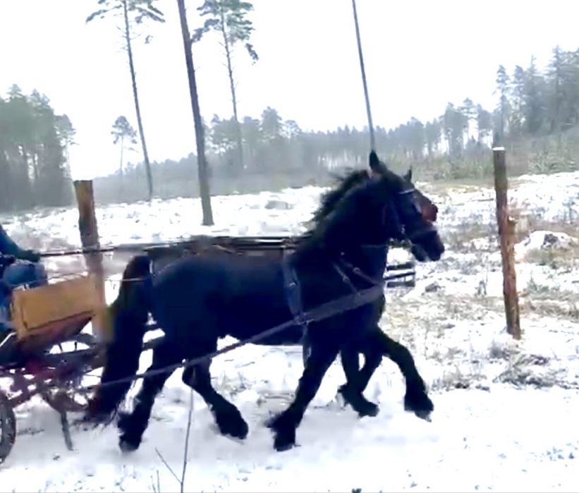 Ogier Fryzyjski - zaprzegany, przyjął siodło