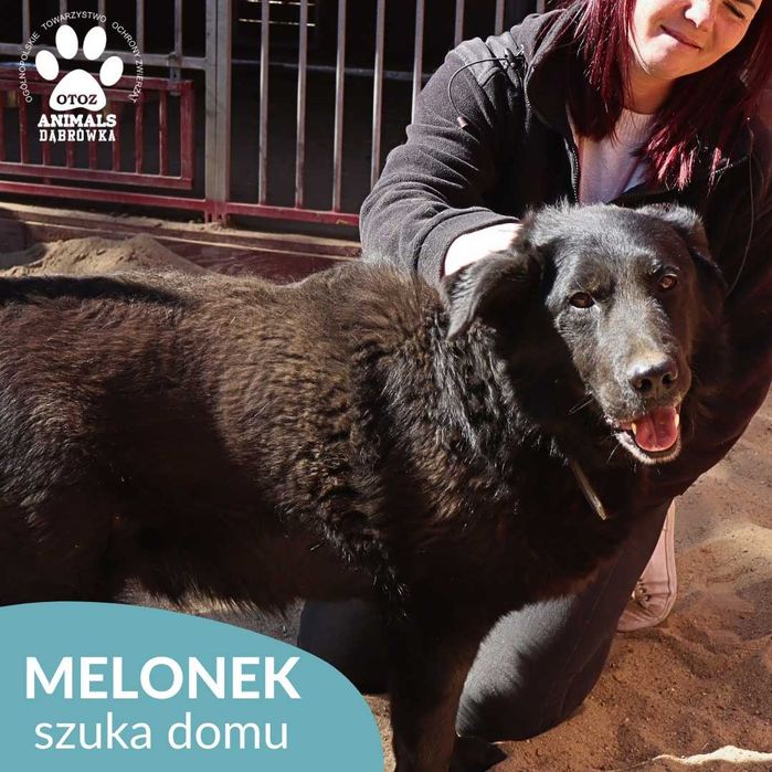 Melonek szuka kochającego domu