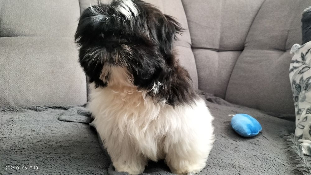 Shih Tzu piesek czarno biały