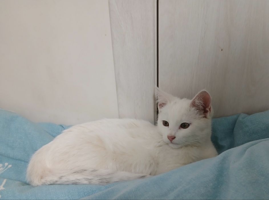 Кошеня (кіт) безкоштовно!