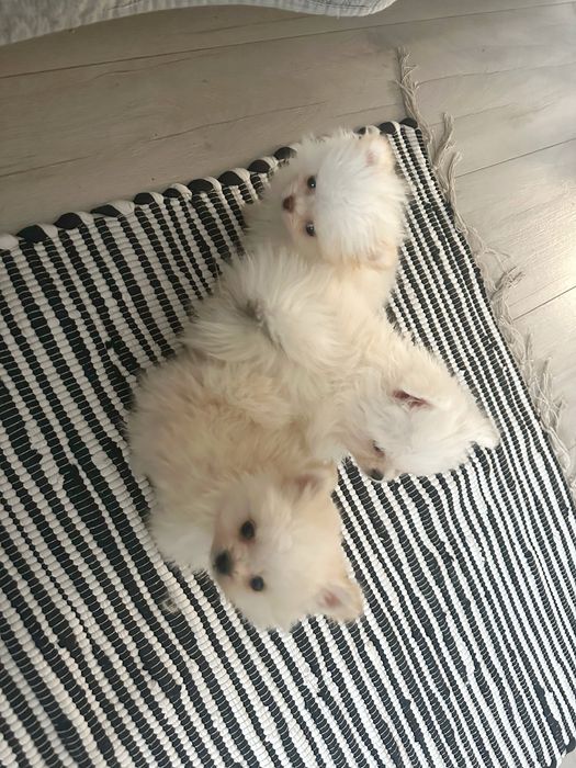 Цуценятка померанці крем