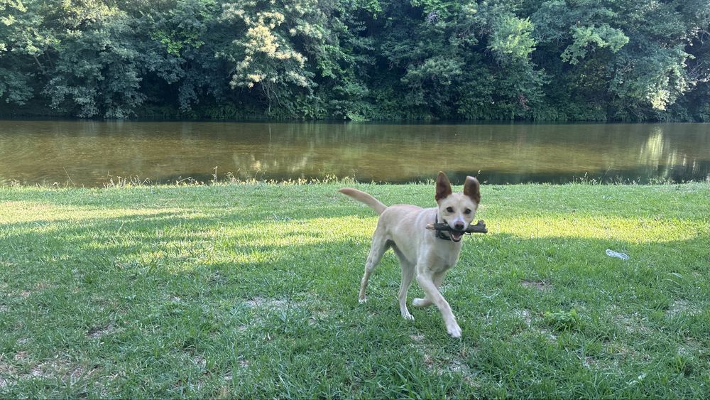 DOG WALKING & PET SITTING | Vilamoura, Quarteira, Boliqueime, Almancil, Quinta do Lago e Vale do Lobo