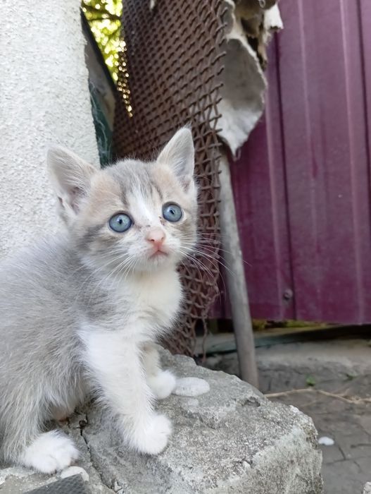 Кошеня шотландської кішки