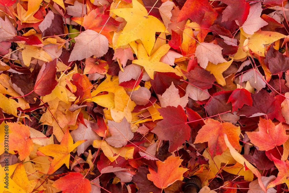 Przycinanie drzew i krzewów owocowych i ozdobnych