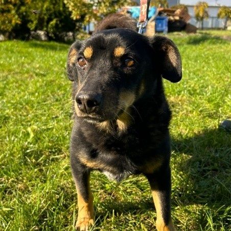 Mały lękusek Ken czeka na dom