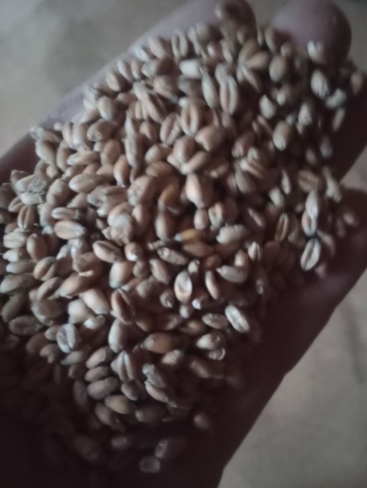 Pszenica jara rok po centrali