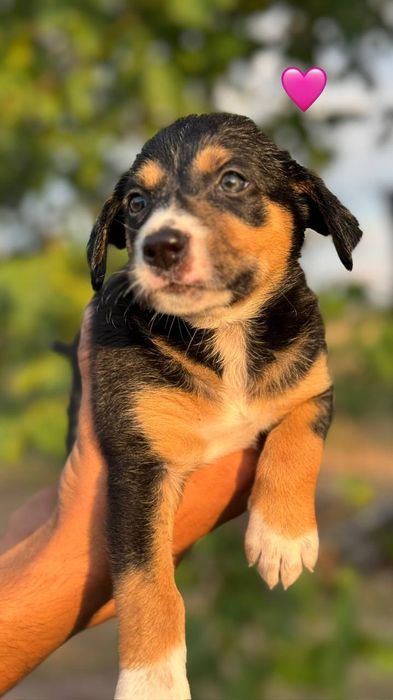 Цуценята(цуцики,щенята) дівчата