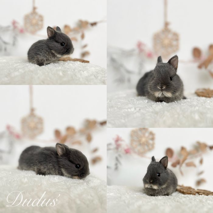 Króliczki Mini lop, Karzełki Teddy, Zarejestrowana hodowla