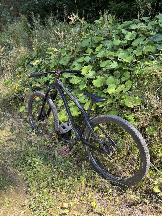 Dartmoor hornet 2022