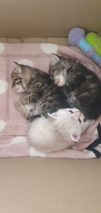 Кошенята в добрі руки