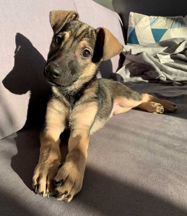 Frodo pogodny i czuły szczeniak