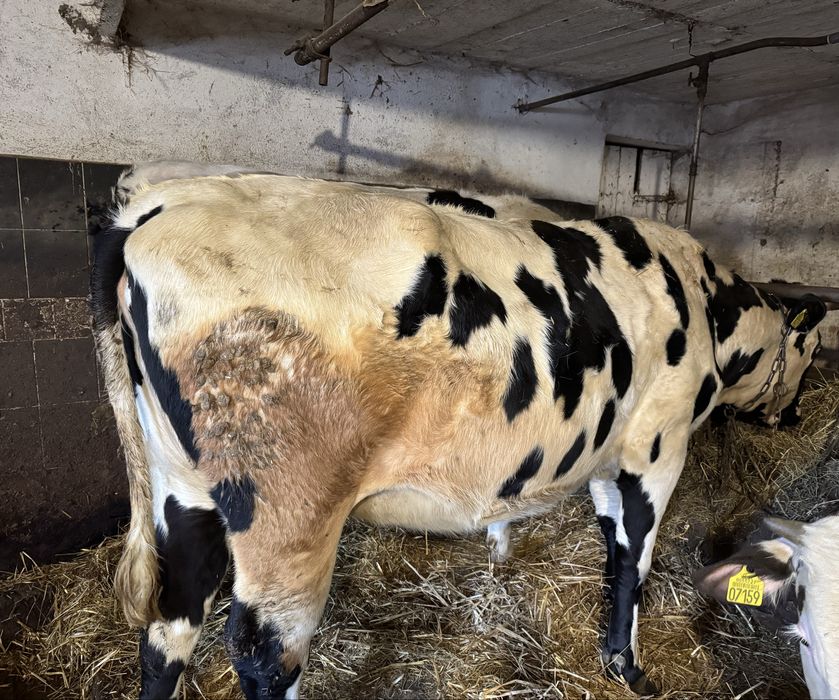 Jałowka wysokocielna