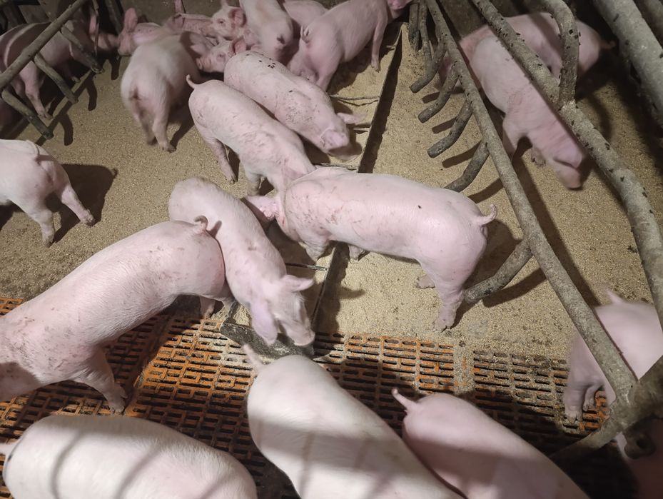 Поросятка на продаж