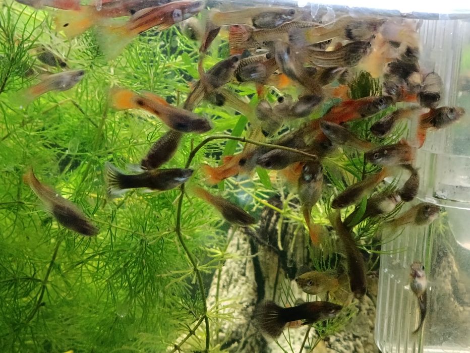 Акваріумні рибки, Гупіі