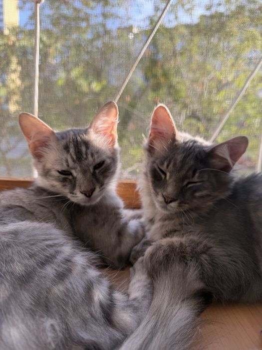 Кошенята 6 місяців