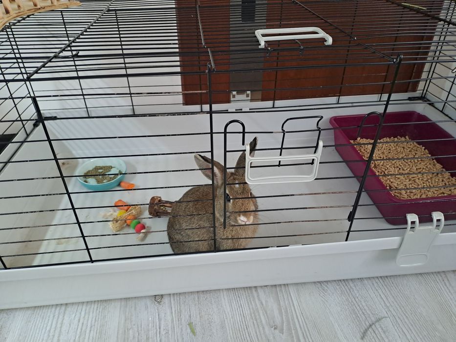 Królik miniaturka młody