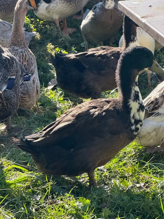Kaczki, nioski dorosłe