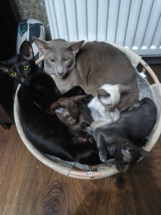 Кошенята Орієнтал