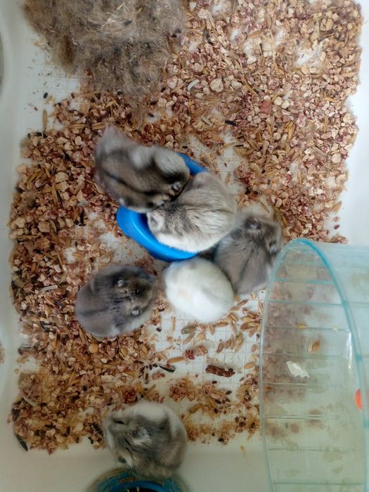 Джунгарскией хомяк